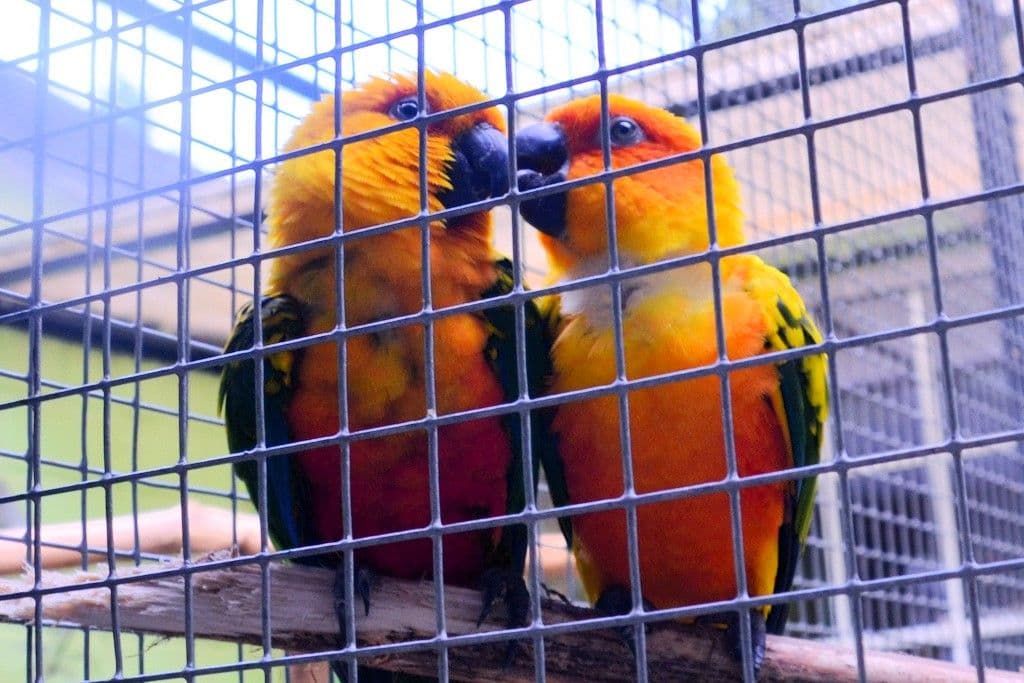 Vogelpark-Pfingen2024 - 12
