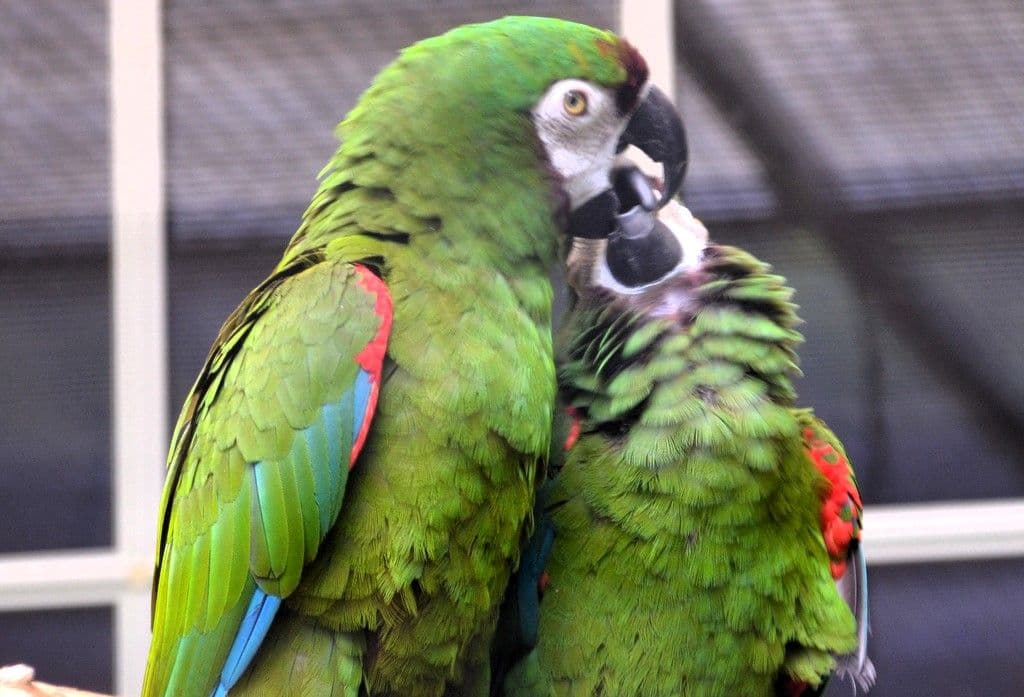 Vogelpark-Pfingen2024 - 13