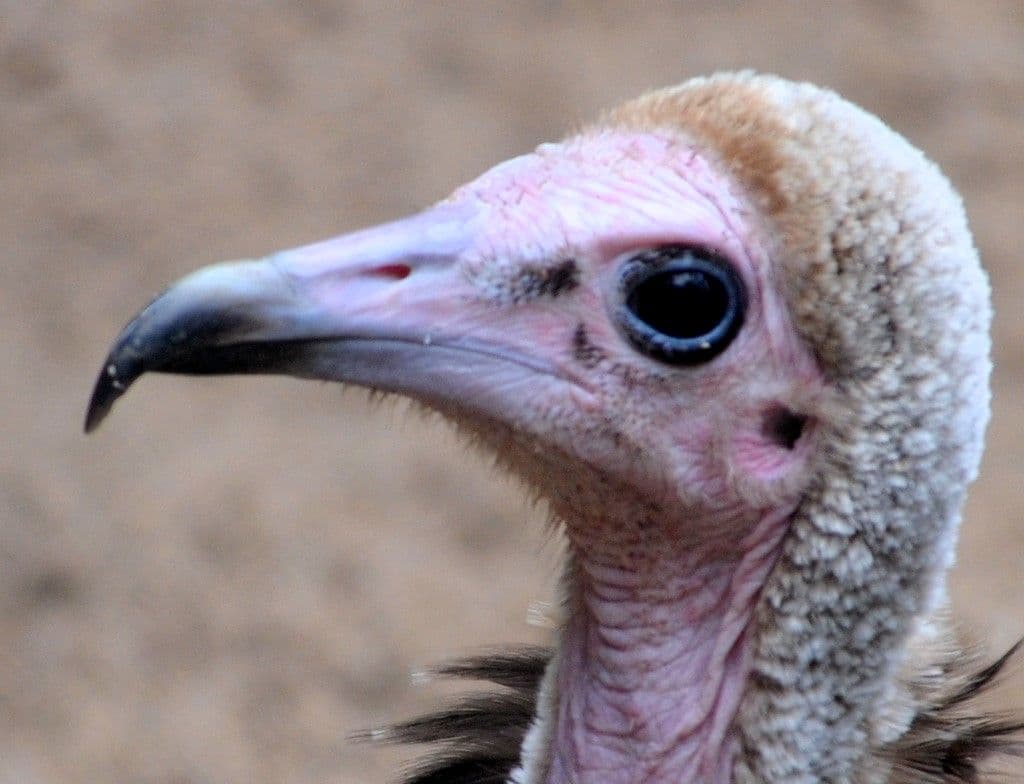Vogelpark-Pfingen2024 - 16