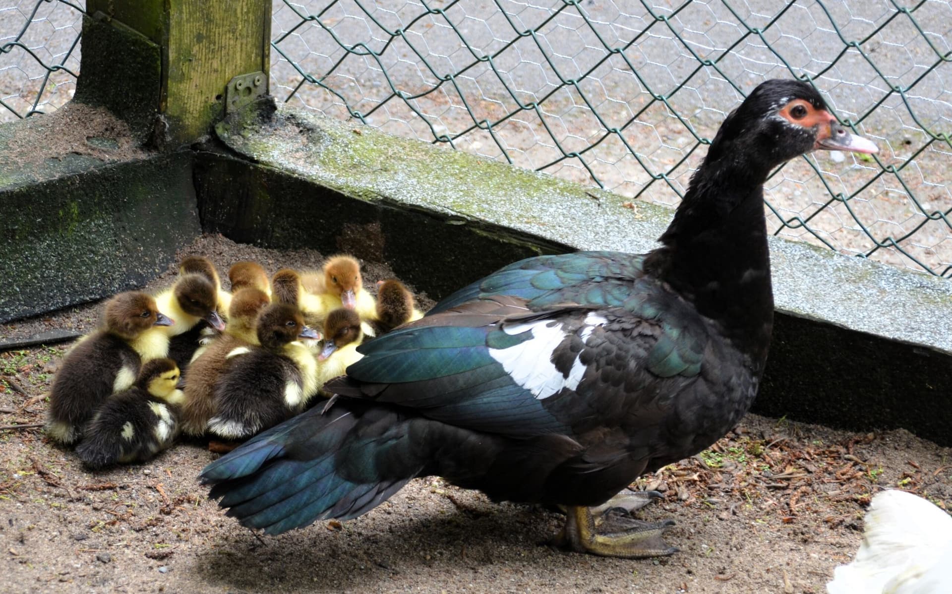 Der Warzenerpel hat längere Zeit allein gelebt. Mittlerweile hat er eine neue Familie bekommen. (Foto: © Martina Hörle)