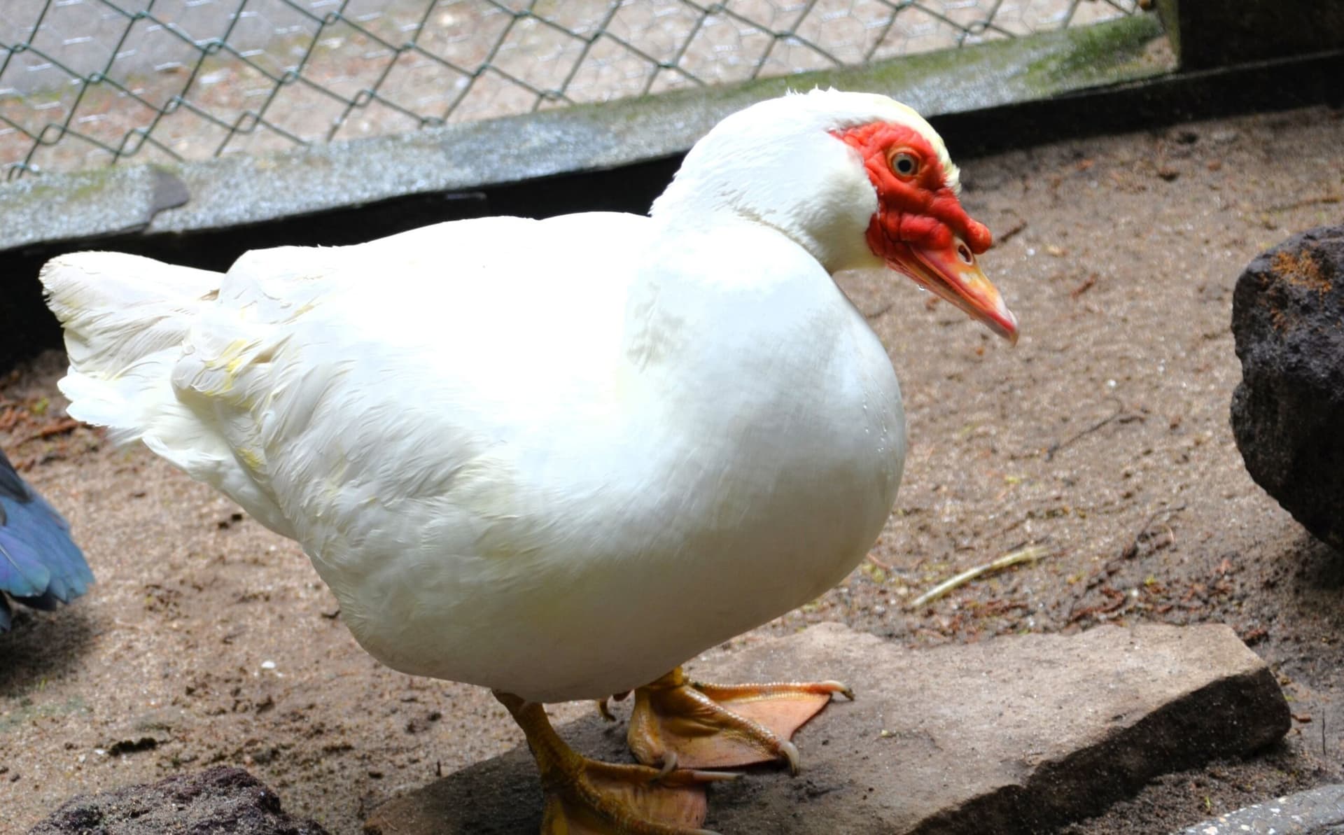 Vogelpark-Pommernenten-Warzenenten - 6