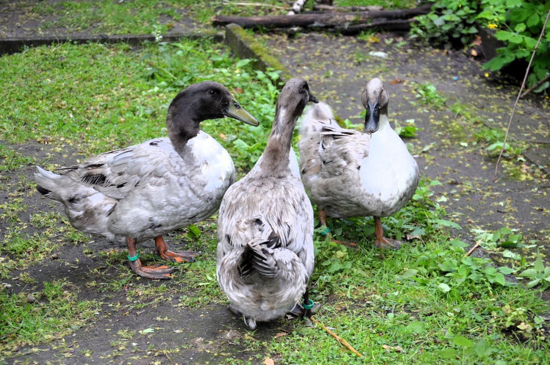 Vogelpark-Pommernenten-Warzenenten - 7