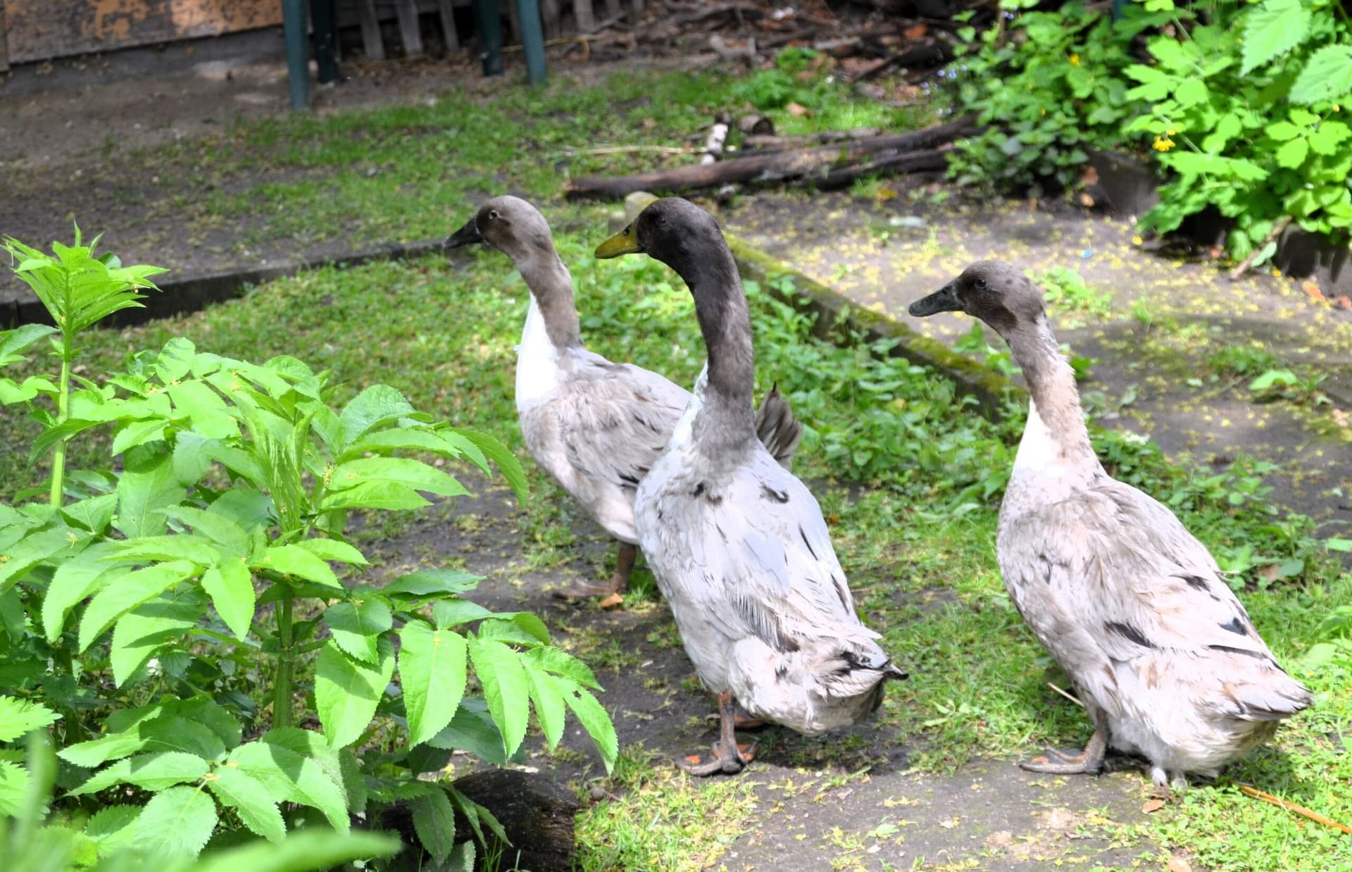 Vogelpark-Pommernenten-Warzenenten - 8
