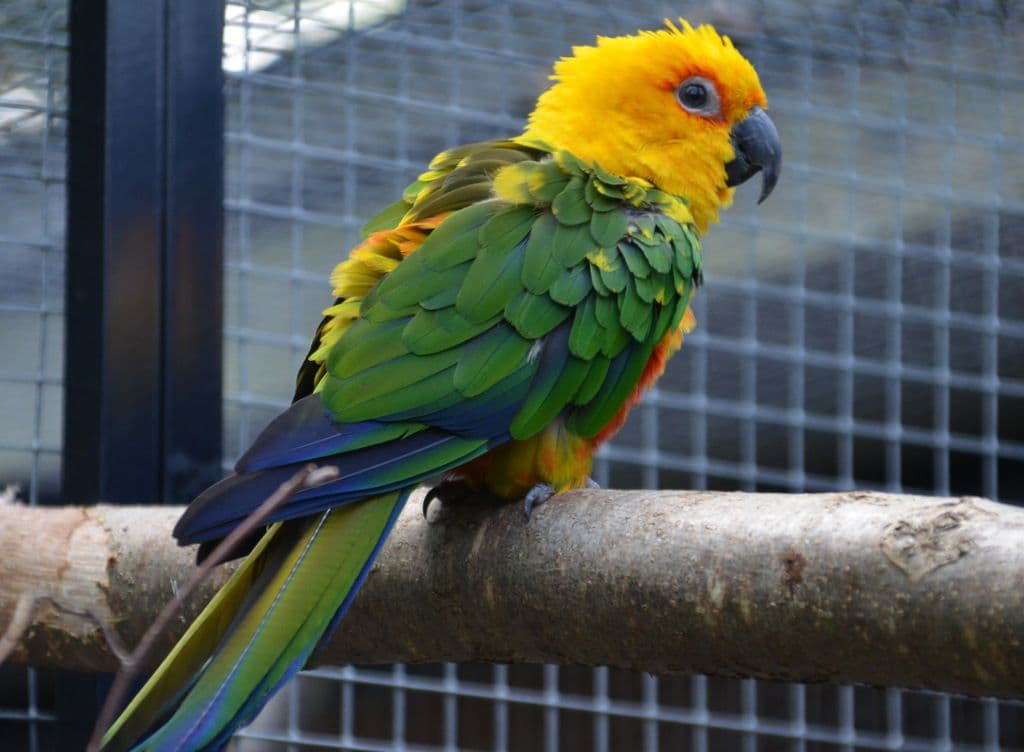 Vogelpark-Sonnen-und-Jendayasittiche - 5