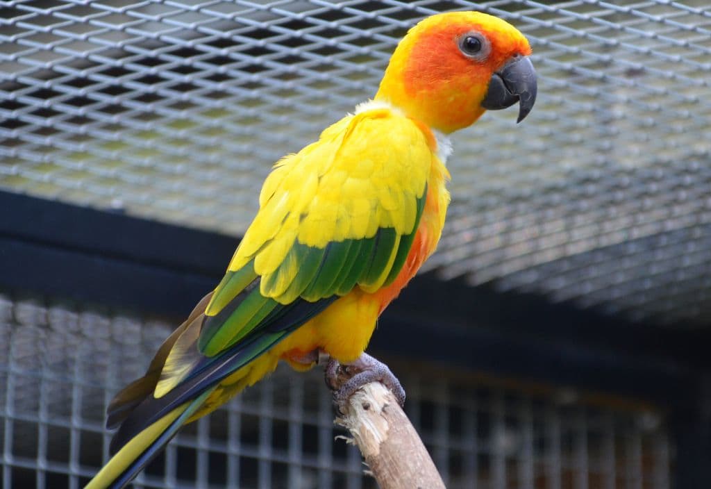 Vogelpark-Sonnen-und-Jendayasittiche - 6