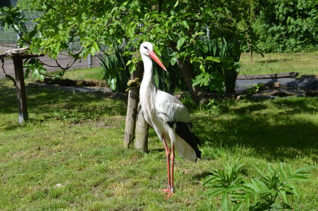 Vogelpark-Weißstorch - 4
