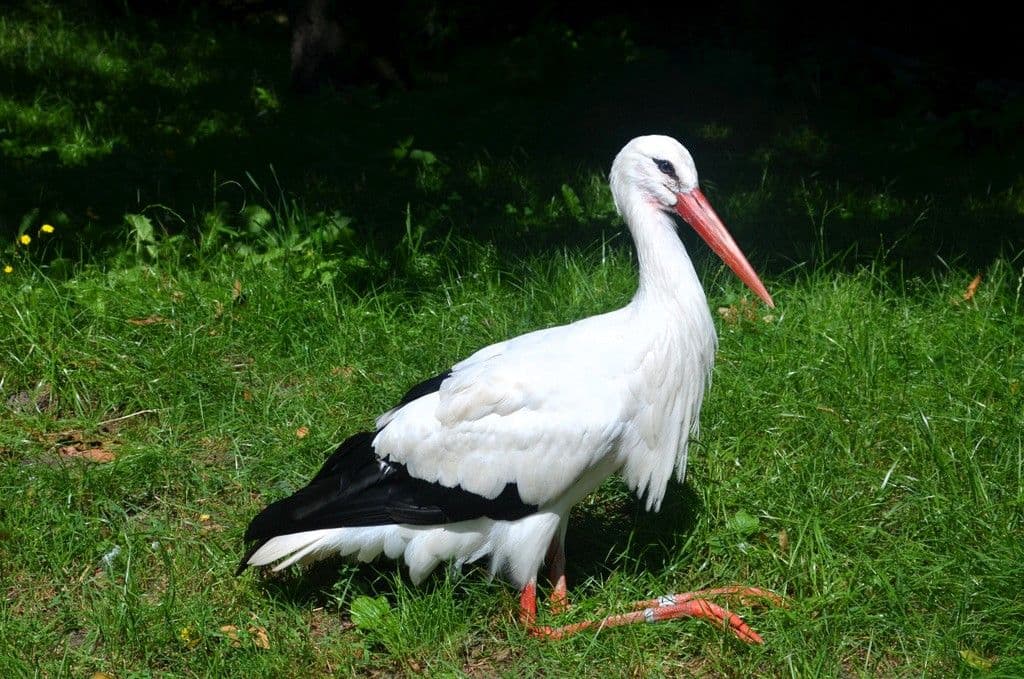 Vogelpark-Weißstorch - 5