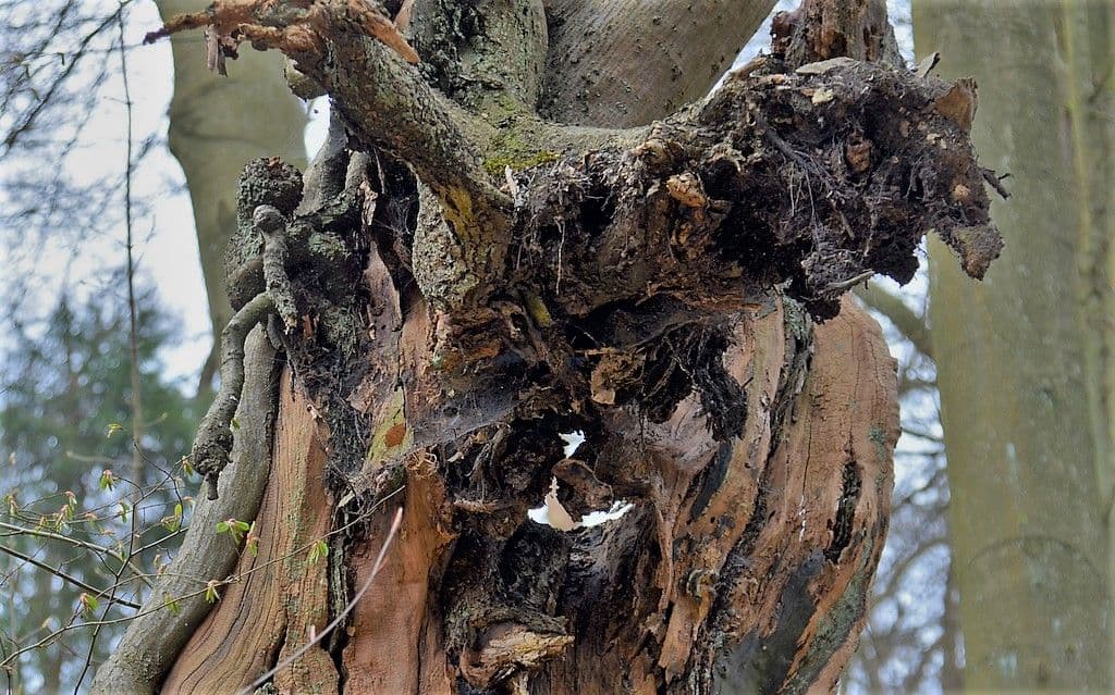 Wald-Mythenhort - 7