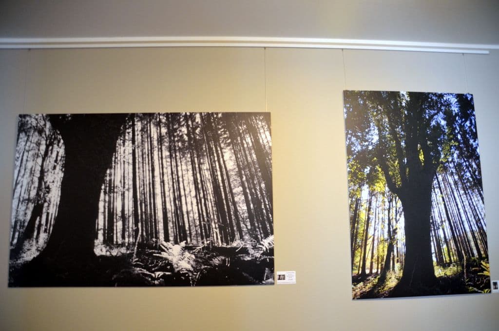 Wanderausstellung Wald - 4