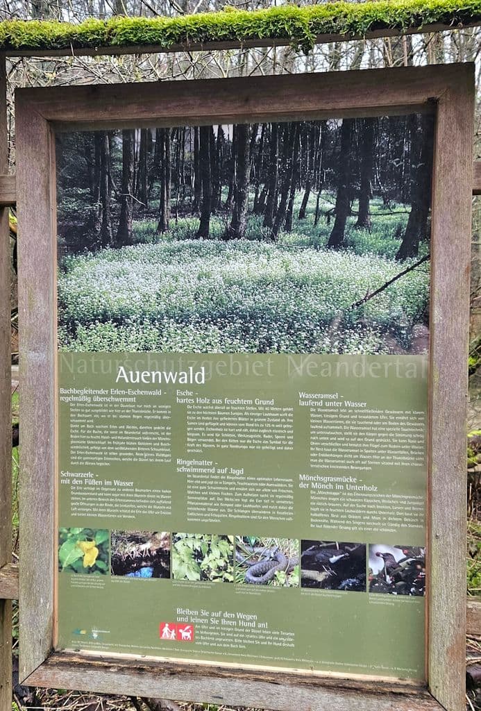 wanderung-neanderthal-duessel (5)