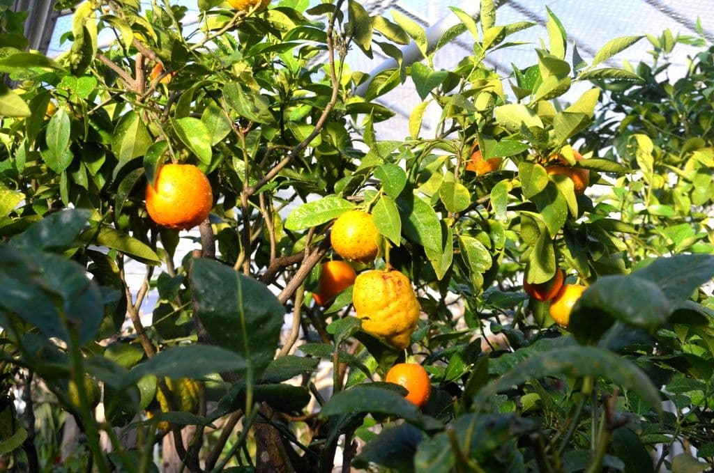 Zitrusernte-Botanischer-Garten - 4