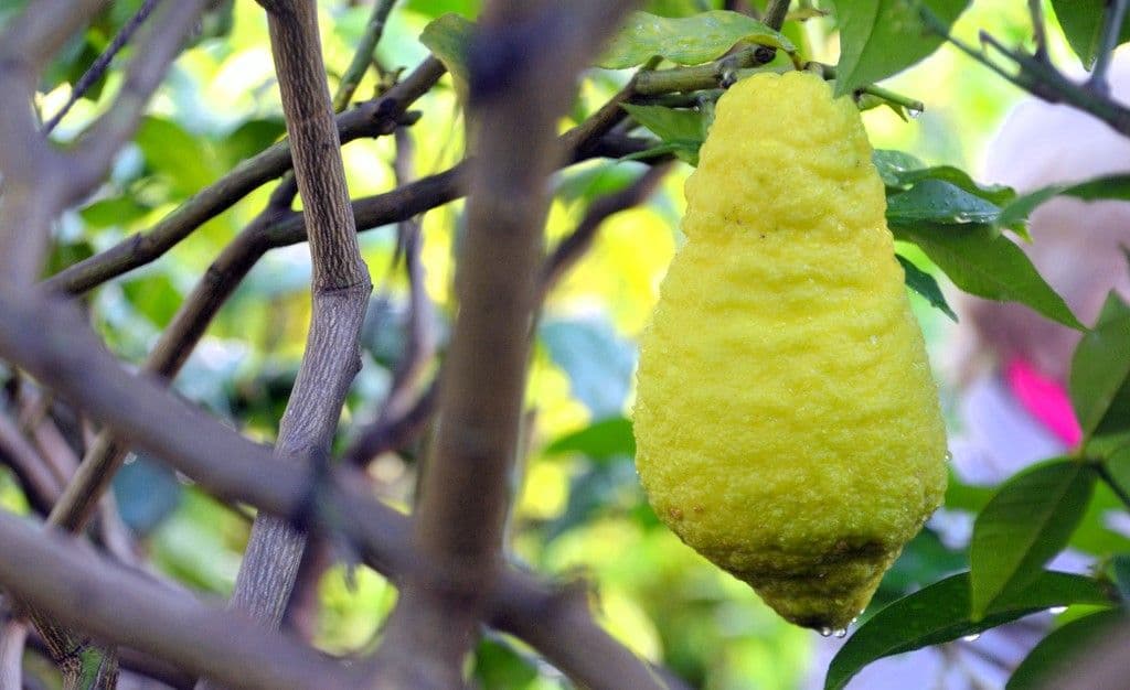 Zitrusernte-Botanischer-Garten - 6