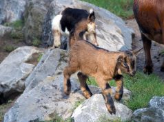 Unverhofft kommt oft! Nur eines der 15 neugeborenen Ziegen, die seit vergangenen Donnerstag die Fauna bevölkern. Tendenz weiter steigend. (Foto: B. Glumm)