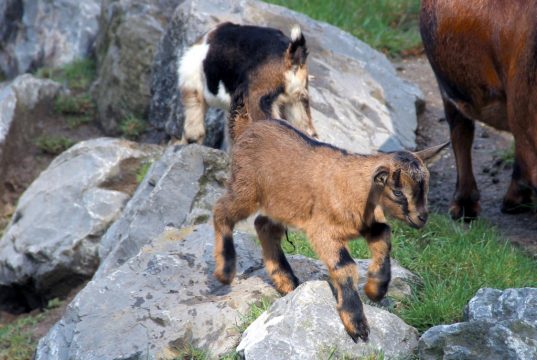 Unverhofft kommt oft! Nur eines der 15 neugeborenen Ziegen, die seit vergangenen Donnerstag die Fauna bevölkern. Tendenz weiter steigend. (Foto: B. Glumm)
