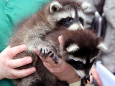 Vorbei die Zeiten, als auch diese beiden Racker noch ohne Namen urchs Leben gingen. Die Besucher der Fauna haben alle fünf namenlosen Waschbären und sechs weitere Tiere getauft. (Archivfoto: B. Glumm)