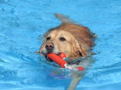 Dass Hunde Wasser lieben, ist kein Geheimnis. Und die meisten sind sogar überaus gute Schwimmer. Im Heidebad dürfen die Vierbeiner zum Saisonabschluss ihre Runden drehen. (Archivfoto: © Bastian Glumm)