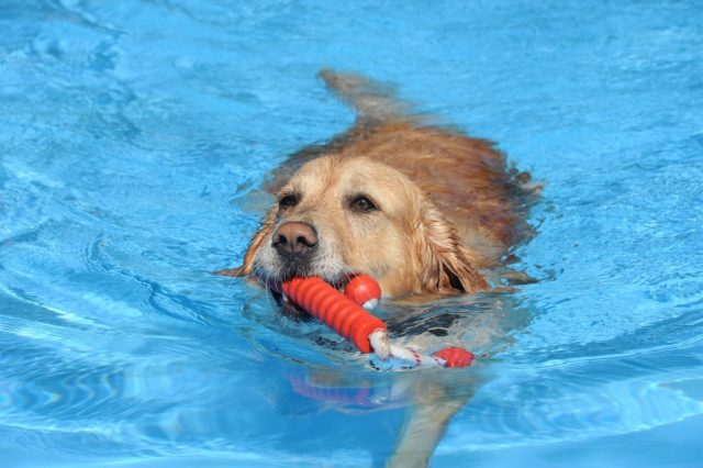 Dass Hunde Wasser lieben, ist kein Geheimnis. Und die meisten sind sogar überaus gute Schwimmer. Im Heidebad dürfen die Vierbeiner zum Saisonabschluss ihre Runden drehen. (Archivfoto: © Bastian Glumm)