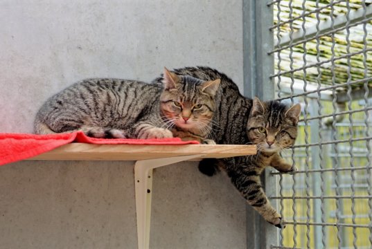 Die Europäischen Kurzhaartiger Selma und Luise sind im Mai 2018 in freier Wildbahn geboren. Seit Oktober leben sie im Tierheim. Bisher hatten sie nur wenig Menschenkontakt und sind noch sehr scheu. (Foto: © Martina Hörle)