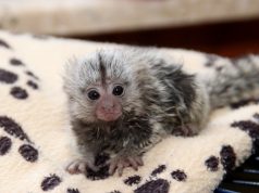 Das kleine Weißbüscheläffchen, das vor einigen Wochen in der Fauna geboren wurde, ist Halbwaise. Das Muttertier musste eingeschläfert werden. Christina Farke, zoologische Leiterin der Fauna, zieht den kleinen Racker zu Hause mit der Flasche auf. (Foto: B. Glumm)