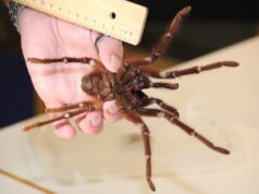 Fronleichnam findet in der Gräfrather Fauna traditionell eine Vogelspinnenausstellung statt. (Archivfoto: © Bastian Glumm)