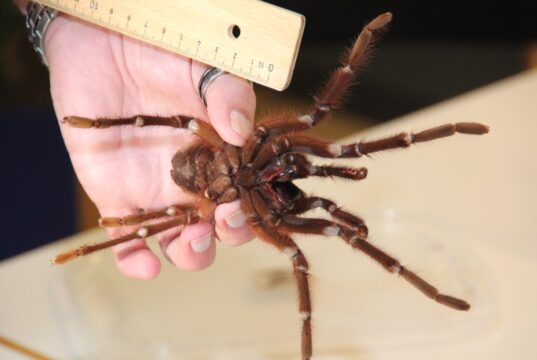 Fronleichnam findet in der Gräfrather Fauna traditionell eine Vogelspinnenausstellung statt. (Archivfoto: © Bastian Glumm)