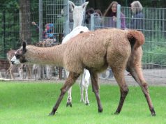 Diese Lamadame geht noch namenlos durchs Leben. Das soll sich am 3. Oktober ändern. Tierparkbesucher der Fauna sind aufgefordert, bei der Namensfindung zu helfen. (Archivfoto: B. Glumm)