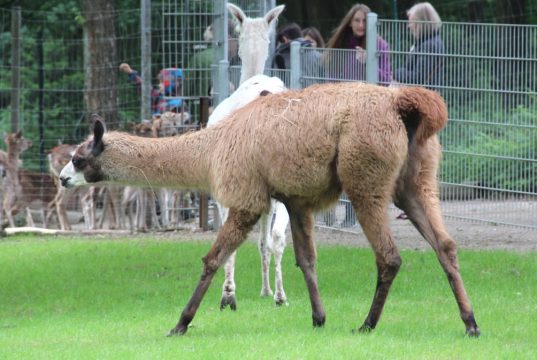Diese Lamadame geht noch namenlos durchs Leben. Das soll sich am 3. Oktober ändern. Tierparkbesucher der Fauna sind aufgefordert, bei der Namensfindung zu helfen. (Archivfoto: B. Glumm)