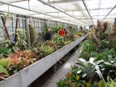 Die Ausstellung findet in den Gewächshäusern des Botanischen Gartens statt. (Archivfoto: © Bastian Glumm)