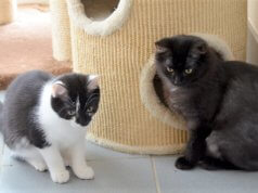 Bonnie (li.) und Duffy warten mit drei anderen bezaubernden Katzenmädchen auf ein neues Zuhause. (Foto: © Martina Hörle)