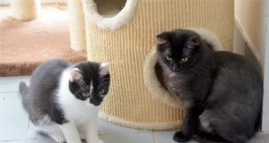 Bonnie (li.) und Duffy warten mit drei anderen bezaubernden Katzenmädchen auf ein neues Zuhause. (Foto: © Martina Hörle)