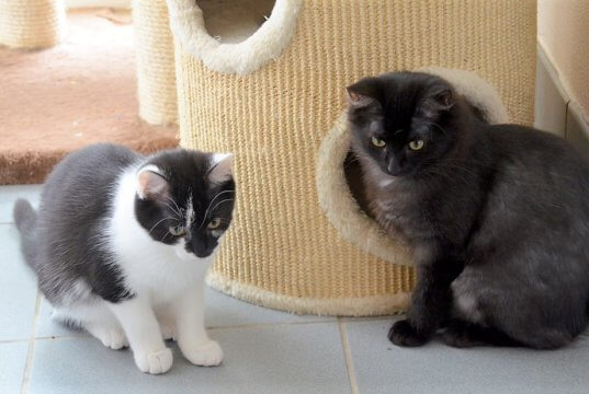 Bonnie (li.) und Duffy warten mit drei anderen bezaubernden Katzenmädchen auf ein neues Zuhause. (Foto: © Martina Hörle)