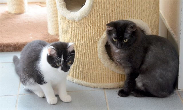Bonnie (li.) und Duffy warten mit drei anderen bezaubernden Katzenmädchen auf ein neues Zuhause. (Foto: © Martina Hörle)