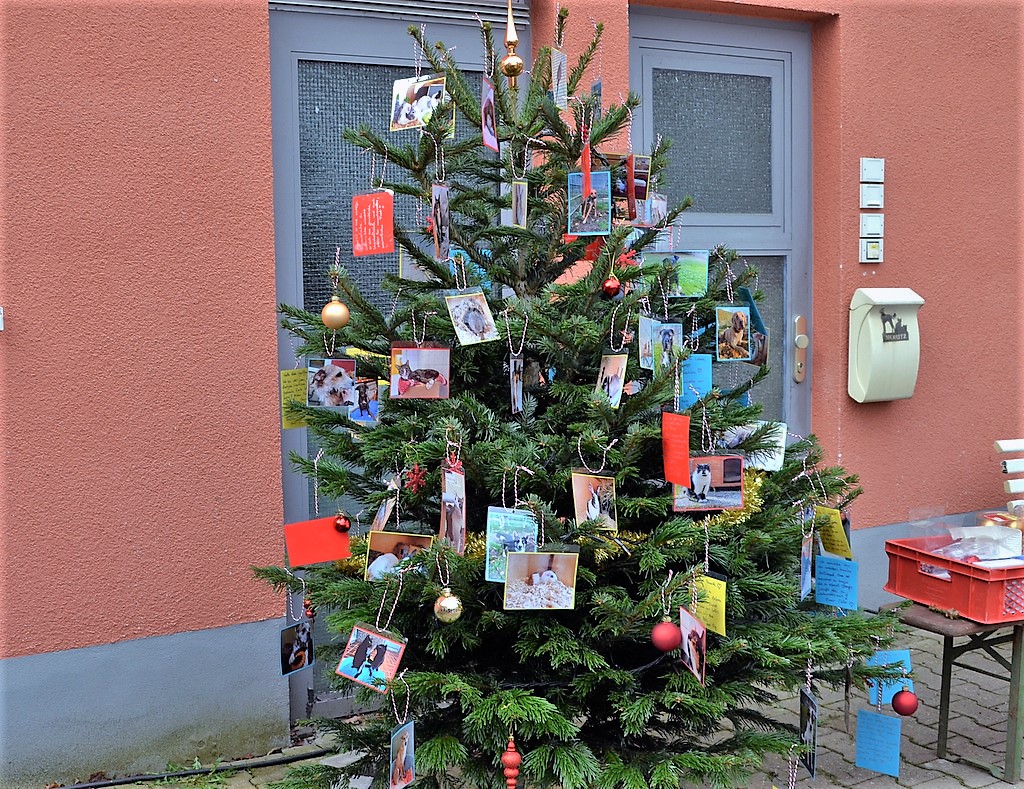 Am Wunschweihnachtsbaum vor dem Tierheim hängen kleine Wunschkarten für die Tiere. (Foto: © Martina Hörle)
