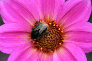 Nicht nur Honigbienen und Wildbienen, auch die Steinhummel freut sich über die Blütenpracht im Botanischen Garten (Foto © Sandra Grünwald)