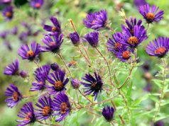 Typisch für die Raublatt-Aster (Aster novae-angliae) „Nachtauge“ sind die auffälligen tiefdunklen Blüten mit gelblichem Auge. (Foto: © Martina Hörle)