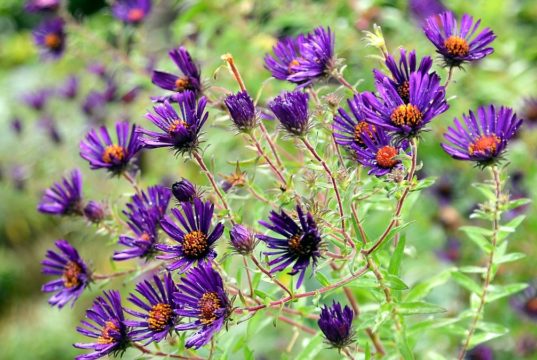Typisch für die Raublatt-Aster (Aster novae-angliae) „Nachtauge“ sind die auffälligen tiefdunklen Blüten mit gelblichem Auge. (Foto: © Martina Hörle)