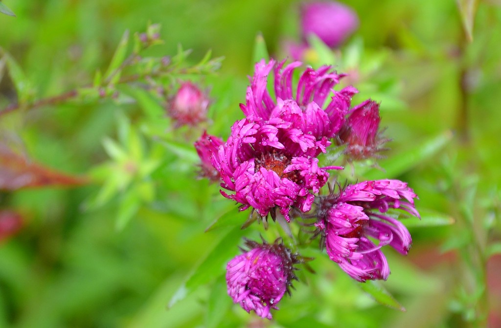 Die Raublatt-Aster „Andenken an Paul Gerber“ ist trotz ihrer Zartheit eine robuste Pflanze. Mit ihrem violetten Farbkleid stellt sie eine wirklich schöne Staude mit einer eindrucksvollen Blüte dar. (Foto: © Martina Hörle)