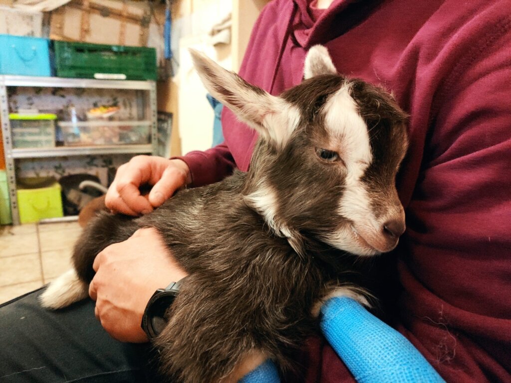 Jeder pflegerische Beruf bringt eine große Verantwortung für Lebewesen mit sich. Deshalb werden die Tiere an jedem Tag betreut und versorgt. Tierpfleger ist man vor allem mit dem Herzen. (Foto: © Janett Heinrich)