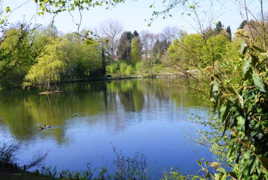 Der Stiehls Teich ist eine grüne Oase, die auch zu Fuß gut erreichbar ist. Der Sportfischerverein Solingen-Hilden hat die Patenschaft übernommen. (Foto: © Martina Hörle)