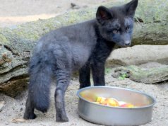 Heute hat das kleine 15 Wochen alte Fuchsmädchen einen Namen bekommen. Rund 50 Vorschläge wurden ausgewertet. Jetzt hört die Kleine auf Freya. (Foto: © Martina Hörle)