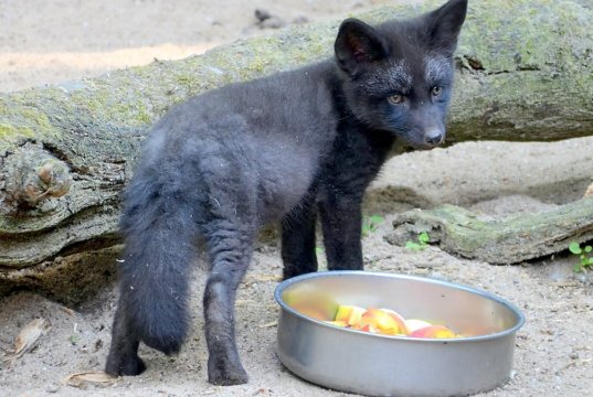 Heute hat das kleine 15 Wochen alte Fuchsmädchen einen Namen bekommen. Rund 50 Vorschläge wurden ausgewertet. Jetzt hört die Kleine auf Freya. (Foto: © Martina Hörle)