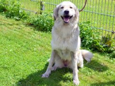 Die Kangal-Mix-Hündin Grace ist seit Februar im Tierheim Solingen. Sie wurde in einem animal hoarding Haushalt sichergestellt. Jetzt wünscht sie sich ein neues Zuhause mit liebevollen Menschen und fachkundiger Führung. (Foto: © Martina Hörle)