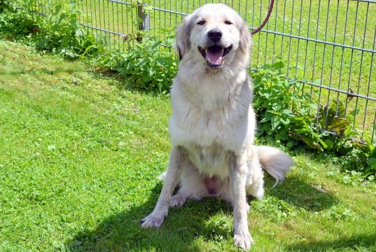 Die Kangal-Mix-Hündin Grace ist seit Februar im Tierheim Solingen. Sie wurde in einem animal hoarding Haushalt sichergestellt. Jetzt wünscht sie sich ein neues Zuhause mit liebevollen Menschen und fachkundiger Führung. (Foto: © Martina Hörle)