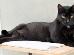Die schwarze Nuri ist eine Europäische Kurzhaar-Katze, die wegen Allergie und Zeitmangel abgegeben wurde. Sie ist ausgesprochen menschenbezogen und sehr verschmust. Jetzt wünscht sie sich ein neues Heim mit Freigang, in dem sie ohne andere Katzen leben darf. (Foto: © Martina Hörle)