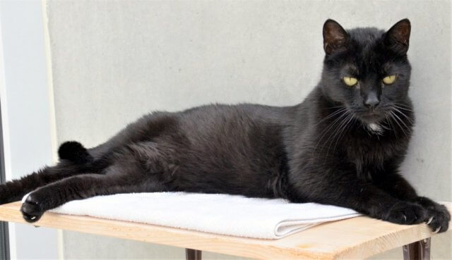Die schwarze Nuri ist eine Europäische Kurzhaar-Katze, die wegen Allergie und Zeitmangel abgegeben wurde. Sie ist ausgesprochen menschenbezogen und sehr verschmust. Jetzt wünscht sie sich ein neues Heim mit Freigang, in dem sie ohne andere Katzen leben darf. (Foto: © Martina Hörle)