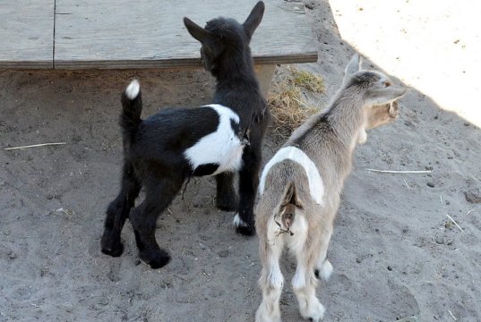 Am Samstagabend sind diese beiden kleinen Zicklein im Vogelpark auf die Welt gekommen. Sie sind munter und quietschfidel. (Foto: © Martina Hörle)