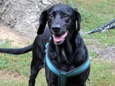 Bello, der schwarze Labrador-Cocker-Mix, ist erst seit ein paar Tagen im Tierheim. Er hat sein älteres Herrchen verloren und ist etwas durcheinander. (Foto: © Martina Hörle)