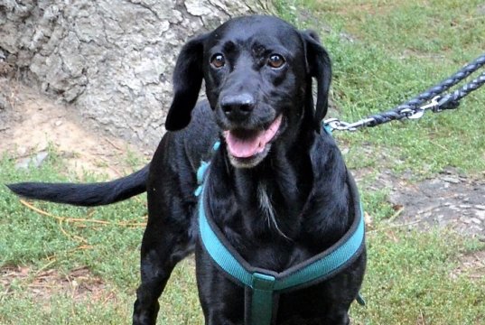 Bello, der schwarze Labrador-Cocker-Mix, ist erst seit ein paar Tagen im Tierheim. Er hat sein älteres Herrchen verloren und ist etwas durcheinander. (Foto: © Martina Hörle)
