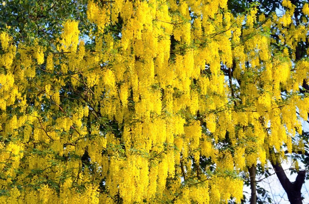 Mit seinen üppigen goldgelben Blütenkaskaden ist der Goldregen eine wahrhaft prachtvolle Zierpflanze. (Foto: © Martina Hörle)