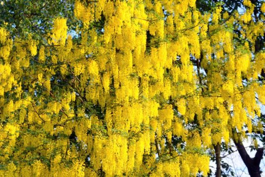 Mit seinen üppigen goldgelben Blütenkaskaden ist der Goldregen eine wahrhaft prachtvolle Zierpflanze. (Foto: © Martina Hörle)